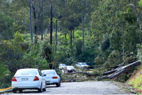 photo: fallen trees blocking beach road wangi wangi at the time of the june 2007 storms