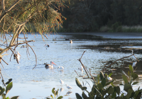 photo: some waterbird species on belmont lagoon 2020