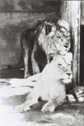 photo: lions at carey bay zoo