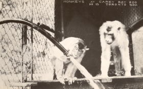 photo: monkeys at carey bay zoo 